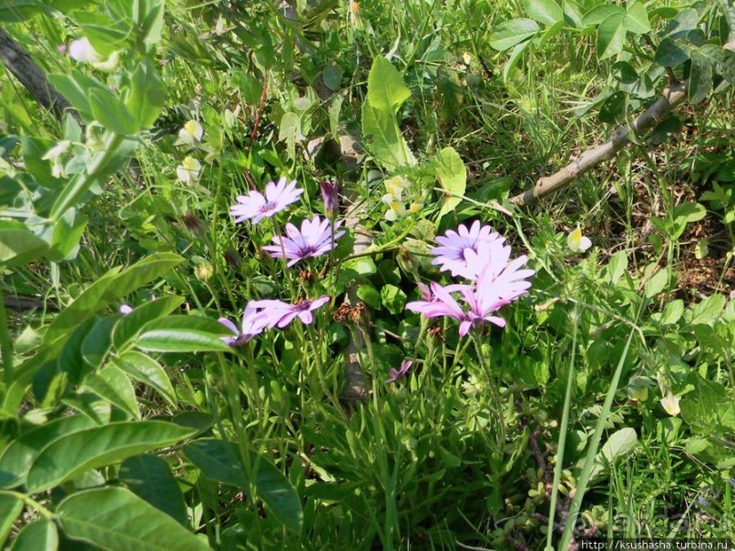 Двенадцать красных куполов