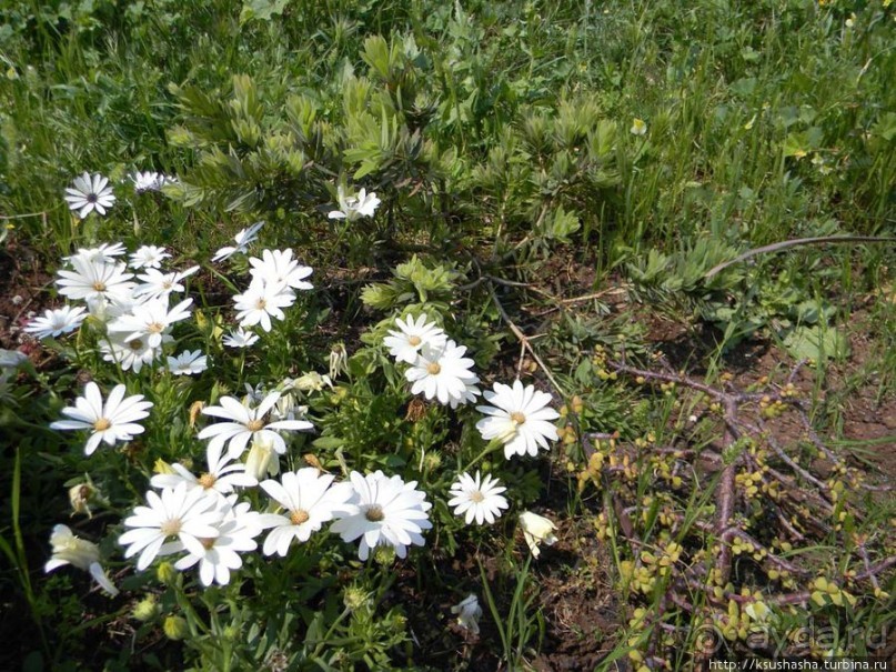 Двенадцать красных куполов