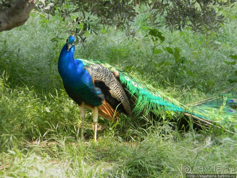 Двенадцать красных куполов