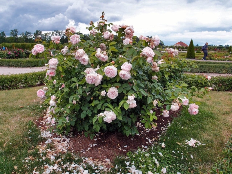 Прекраснейший из дворцов Латвии