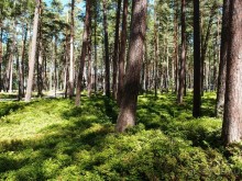 Деревянное кружево Юрмалы