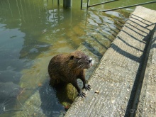 Ярденит на реке Иордан