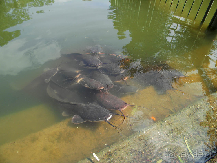 Ярденит на реке Иордан