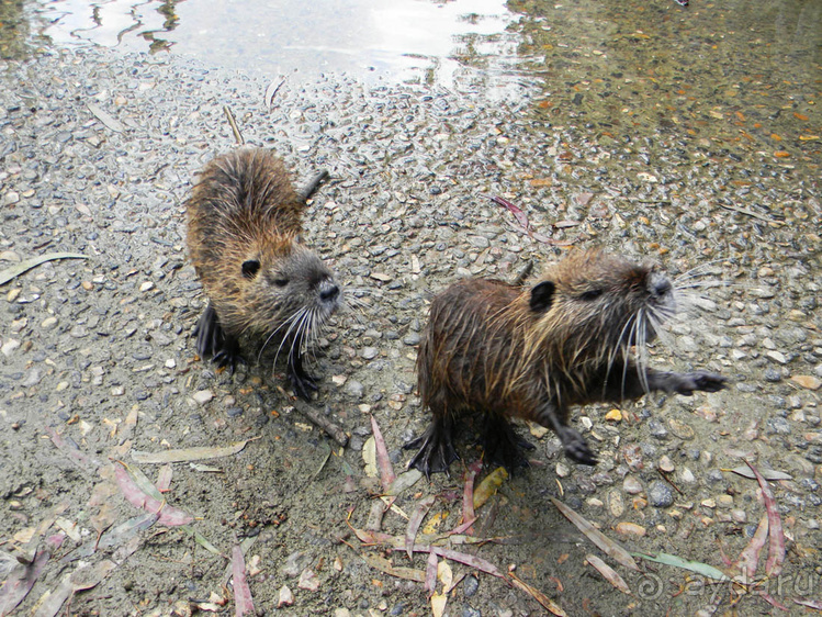 Ярденит на реке Иордан