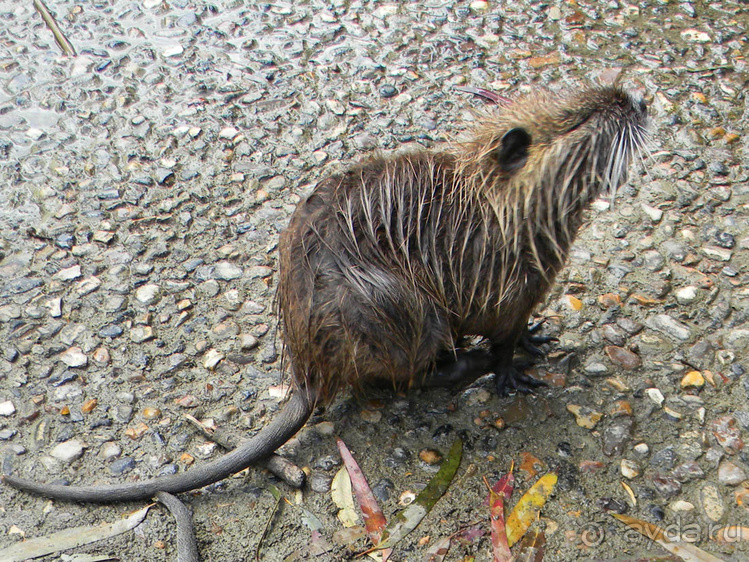 Ярденит на реке Иордан
