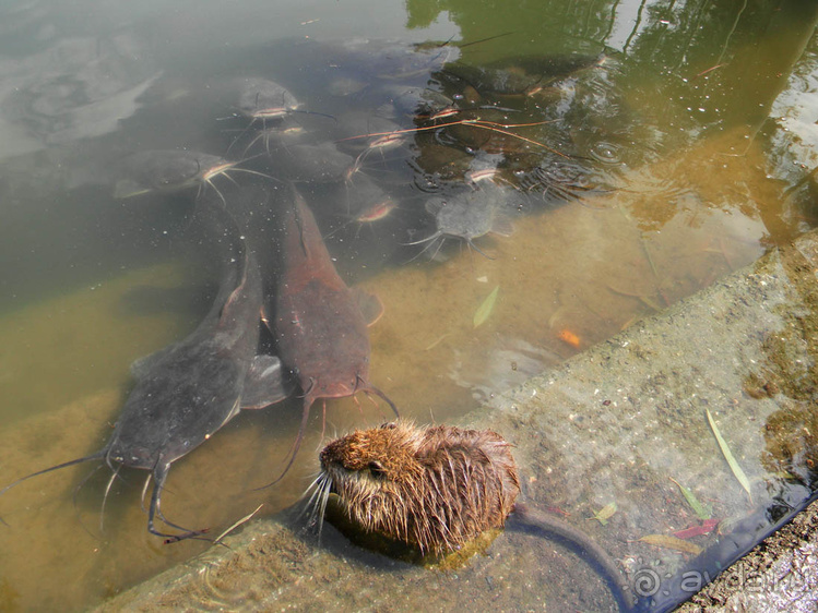 Ярденит на реке Иордан