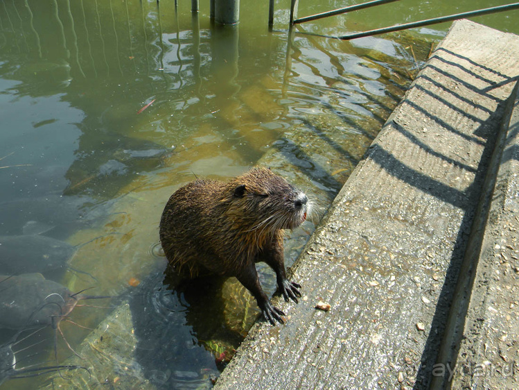 Ярденит на реке Иордан