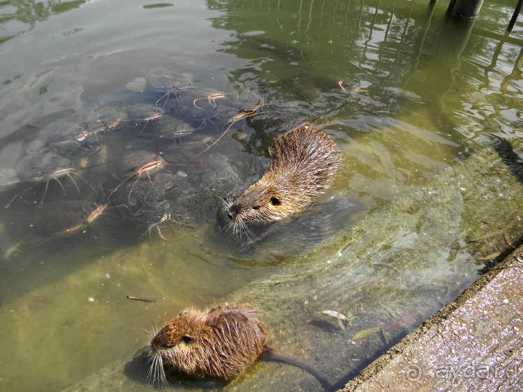 Ярденит на реке Иордан