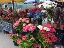 Зелёная майолика Калдаш-да-Раиньи