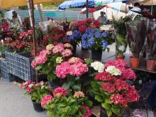 Зелёная майолика Калдаш-да-Раиньи