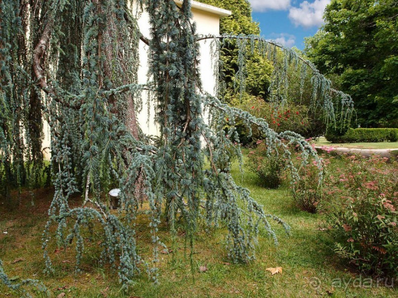 Зелёная майолика Калдаш-да-Раиньи