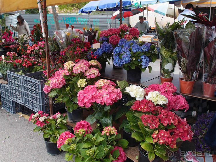 Зелёная майолика Калдаш-да-Раиньи