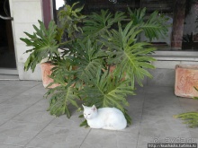 Черкесская деревня в горах Галилеи