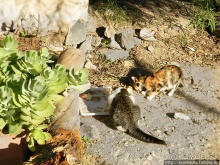 Черкесская деревня в горах Галилеи