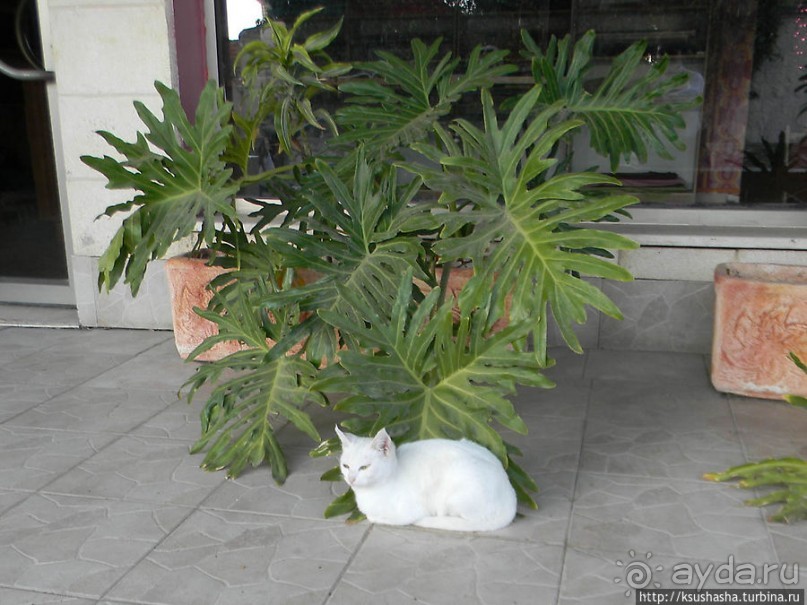 Черкесская деревня в горах Галилеи