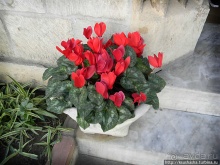 Альбом отзыва "Поломанные планы или нежданный подарок"