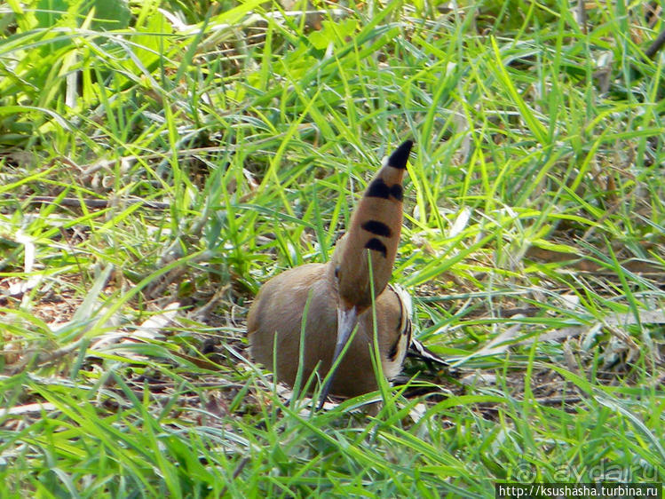А в попугаях-то я гораааздо длиннее