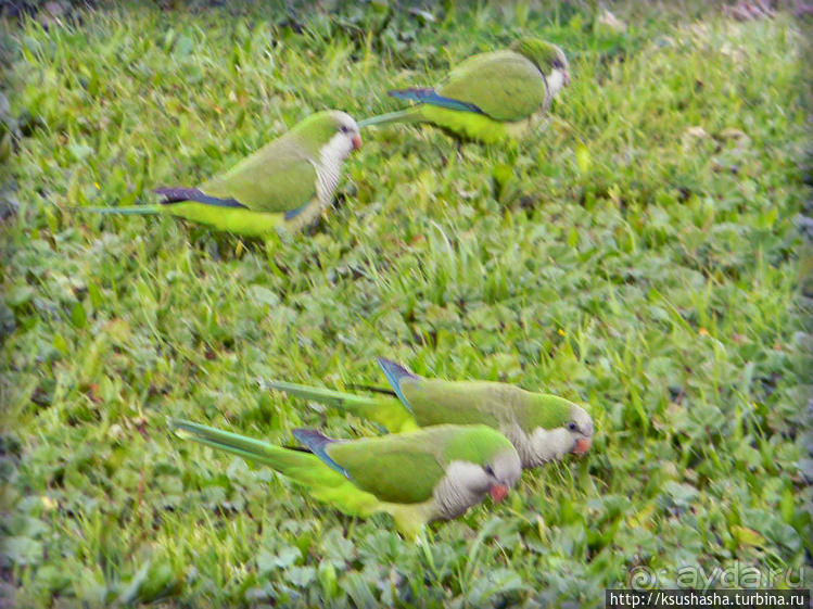 А в попугаях-то я гораааздо длиннее