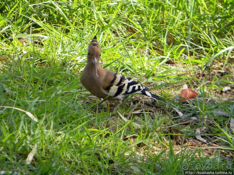 А в попугаях-то я гораааздо длиннее