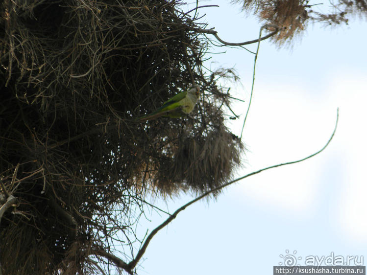 А в попугаях-то я гораааздо длиннее