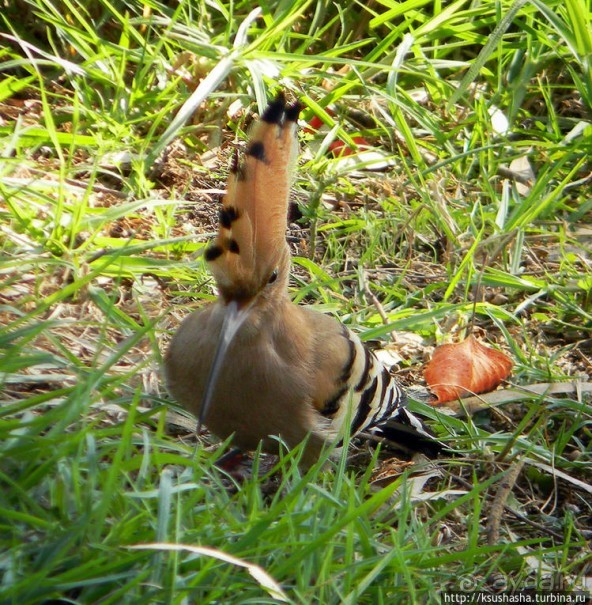 А в попугаях-то я гораааздо длиннее