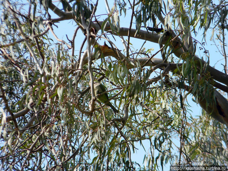 А в попугаях-то я гораааздо длиннее