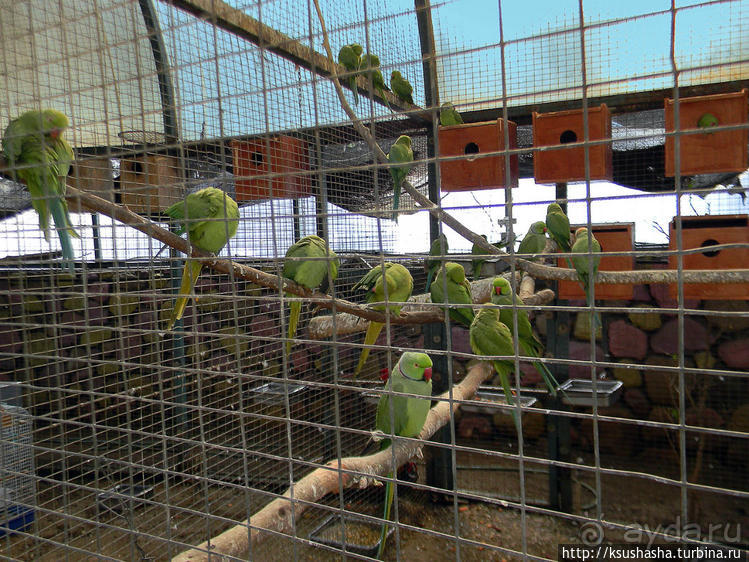 А в попугаях-то я гораааздо длиннее
