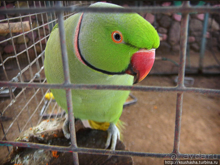 А в попугаях-то я гораааздо длиннее
