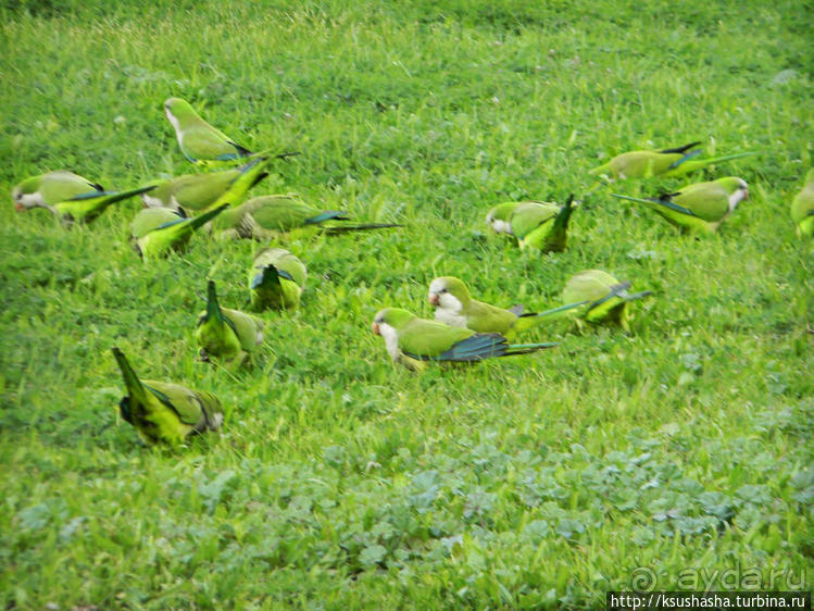 А в попугаях-то я гораааздо длиннее