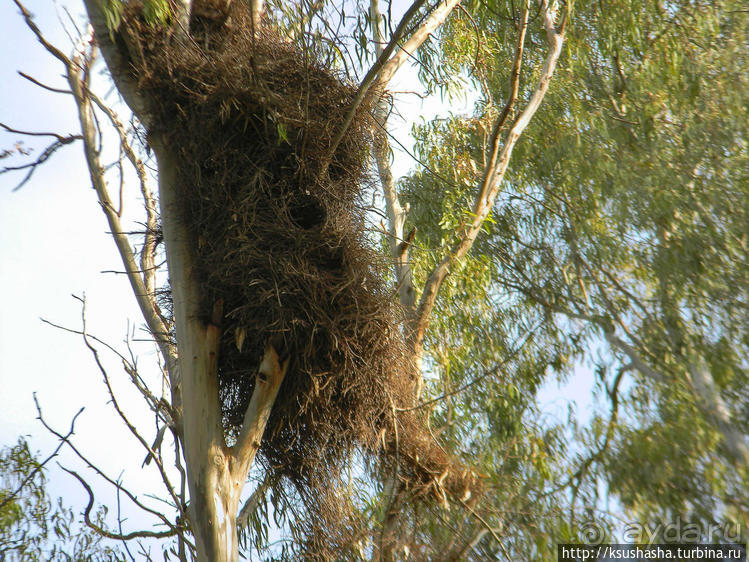 А в попугаях-то я гораааздо длиннее