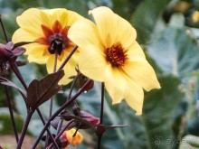 Поместье в долине Руйон