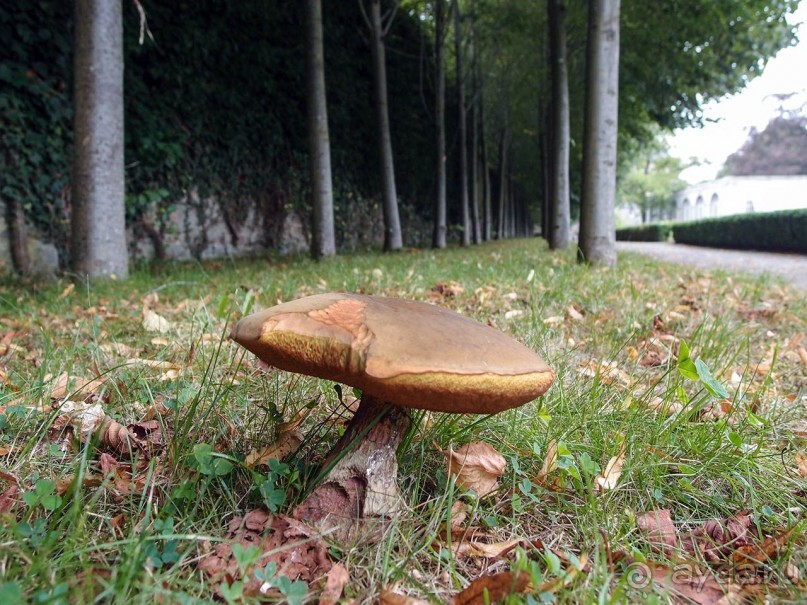 Поместье в долине Руйон