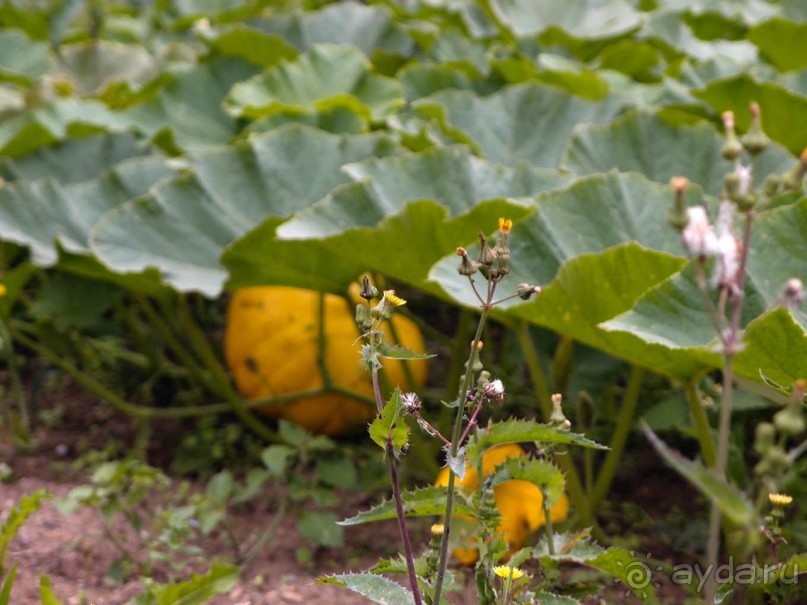 Поместье в долине Руйон