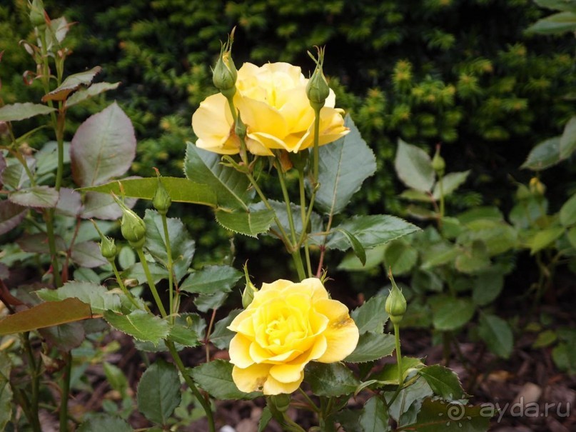 Поместье в долине Руйон