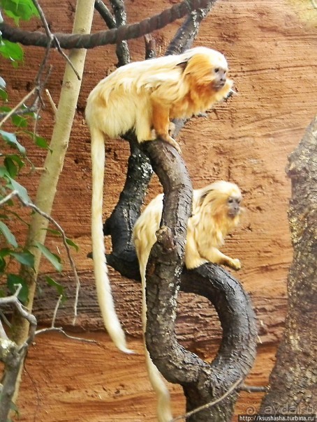 Не совсем зоопарк