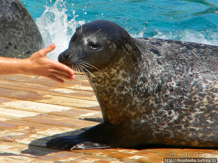 Не совсем зоопарк