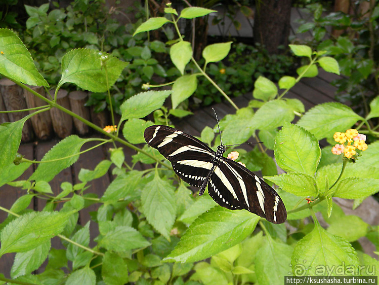 Не совсем зоопарк