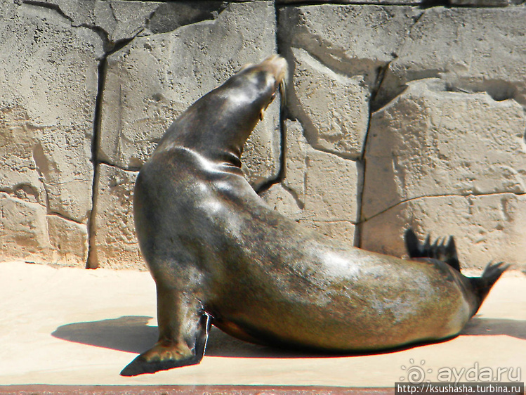 Не совсем зоопарк