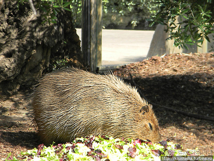 Не совсем зоопарк