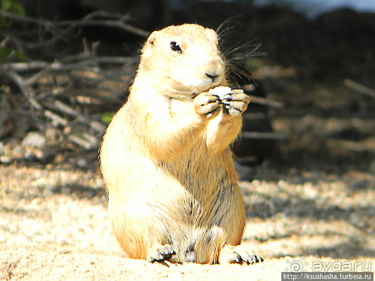 Не совсем зоопарк