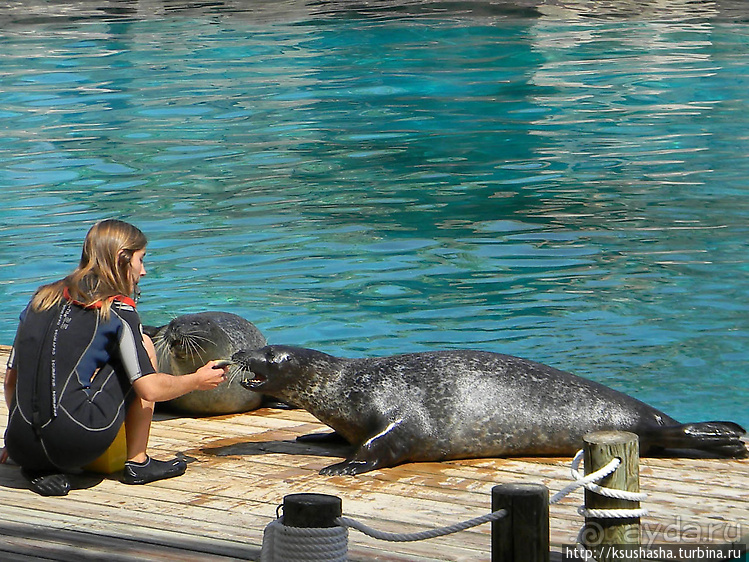 Не совсем зоопарк