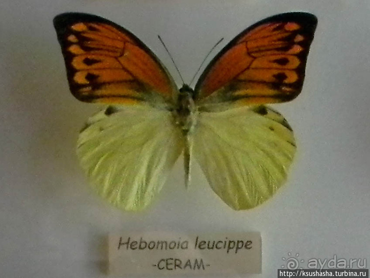 Не совсем зоопарк