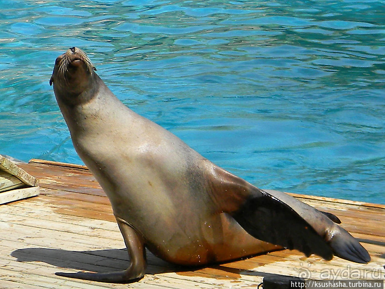 Не совсем зоопарк