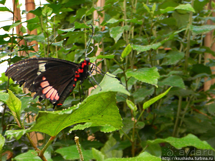 Не совсем зоопарк