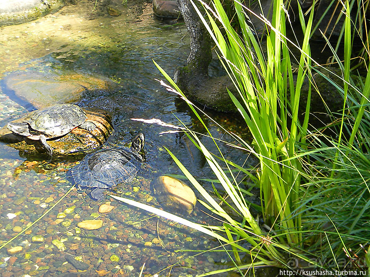 Не совсем зоопарк