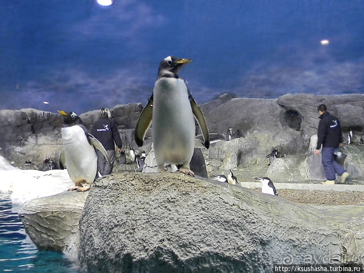 Не совсем зоопарк