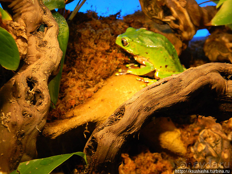 Не совсем зоопарк