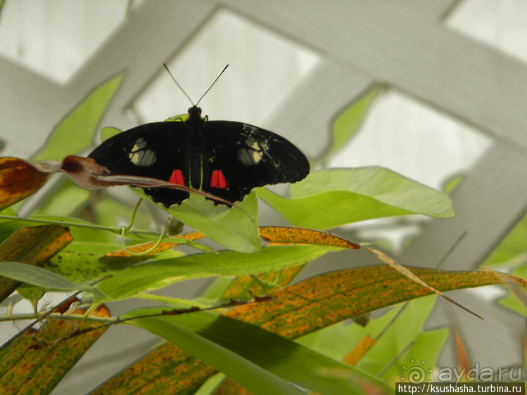 Не совсем зоопарк