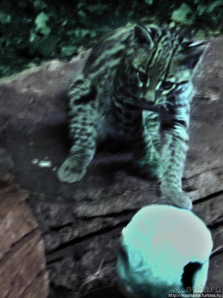 Не совсем зоопарк