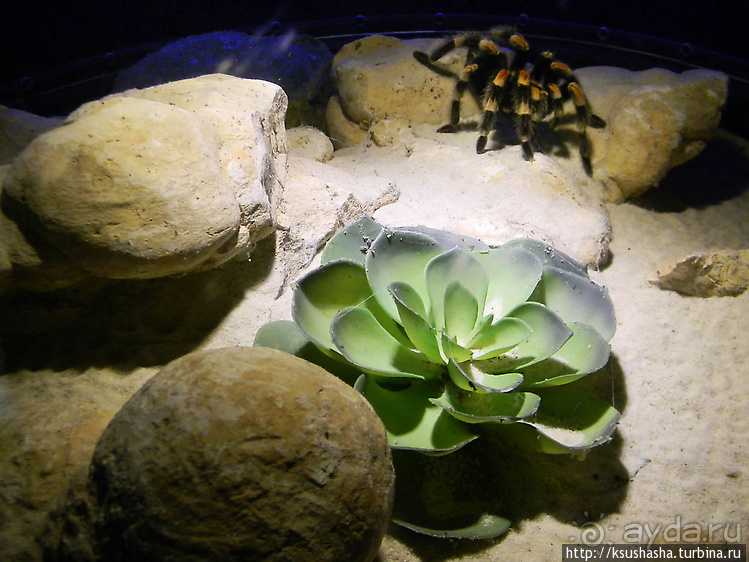 Не совсем зоопарк